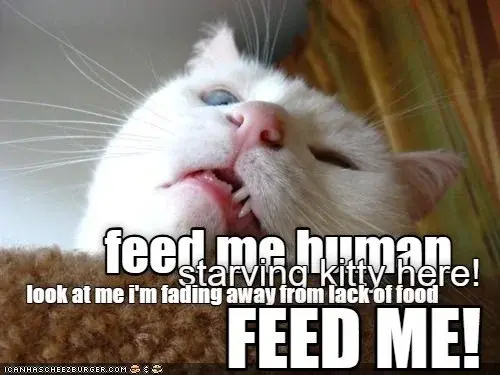 feed-me.webp