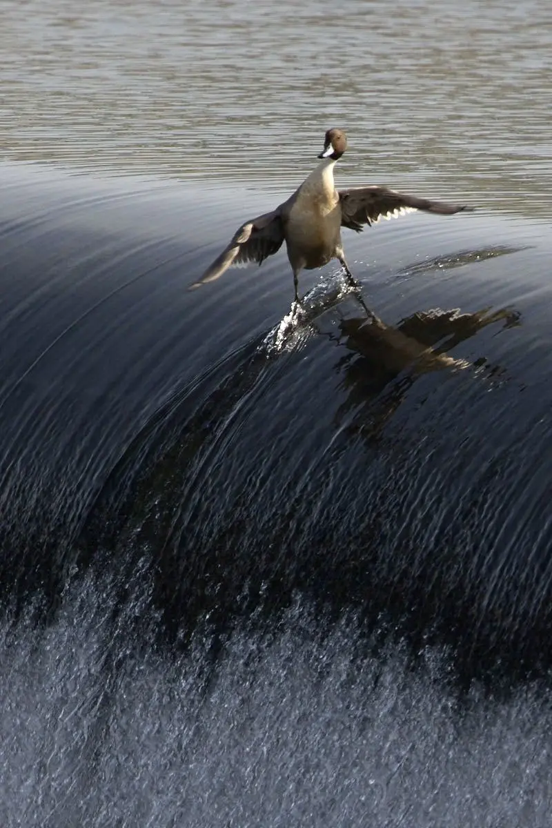 surding-duck.webp