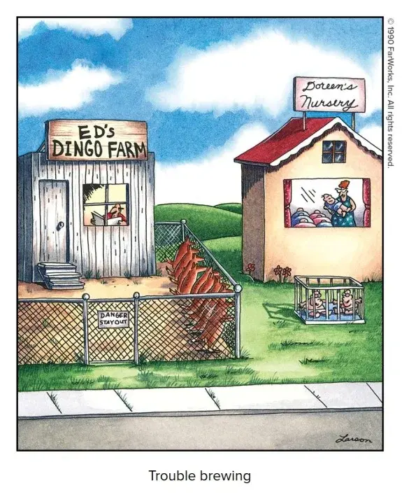 Larson Dingoes and Babies.webp