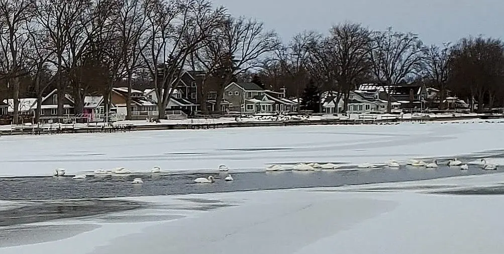 swans 1b 20260124_133546.webp