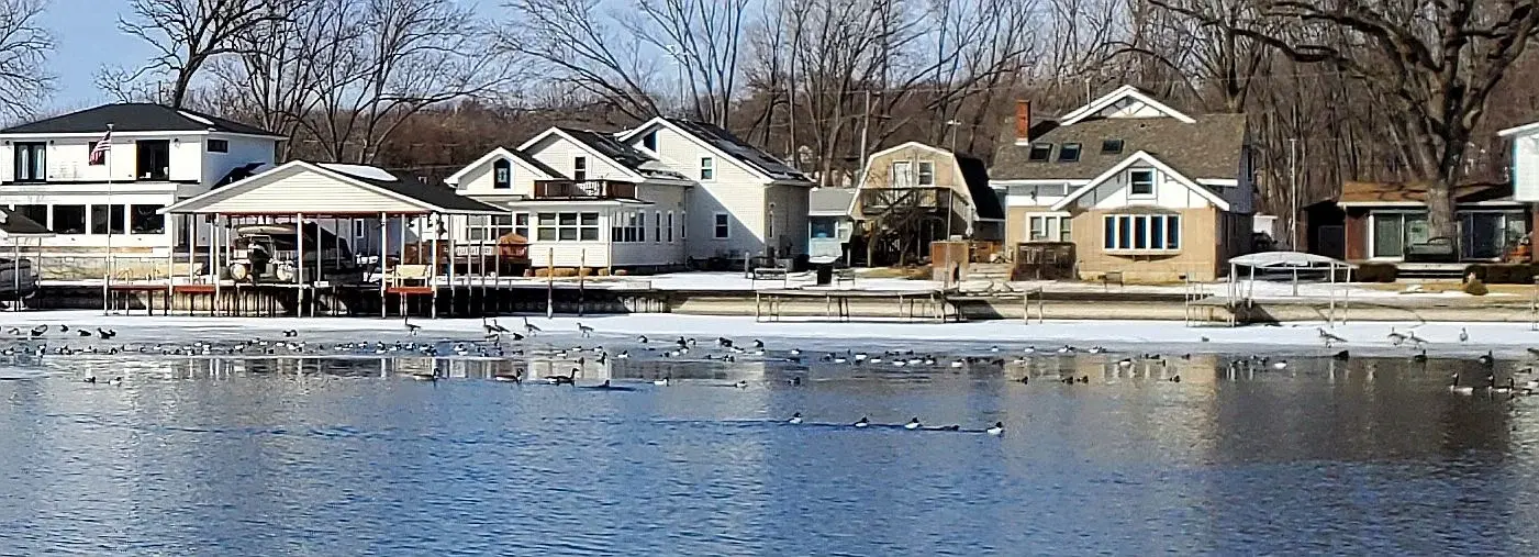 Goldeneyes 4 20260207_124024.webp