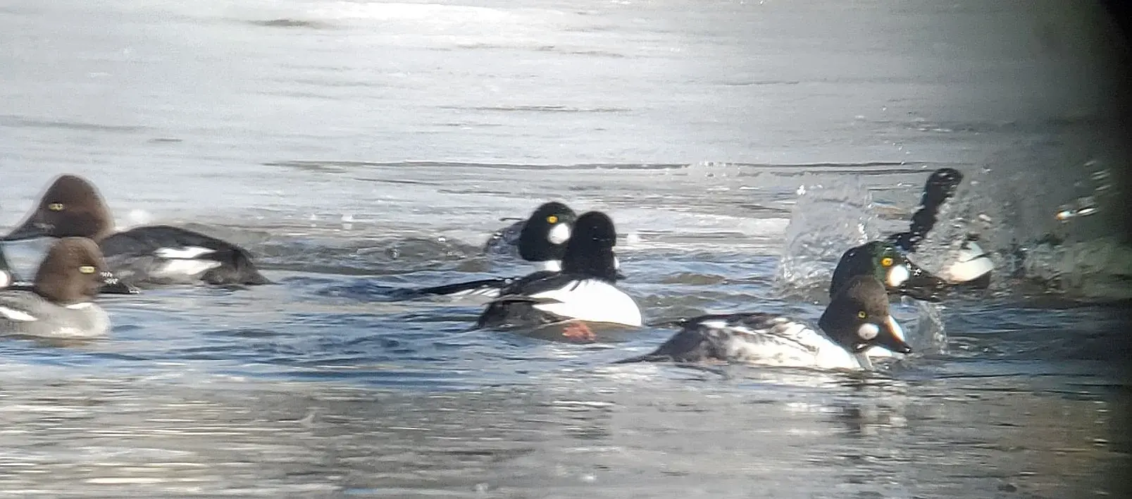 Goldeneys 2 20260207_124625.webp