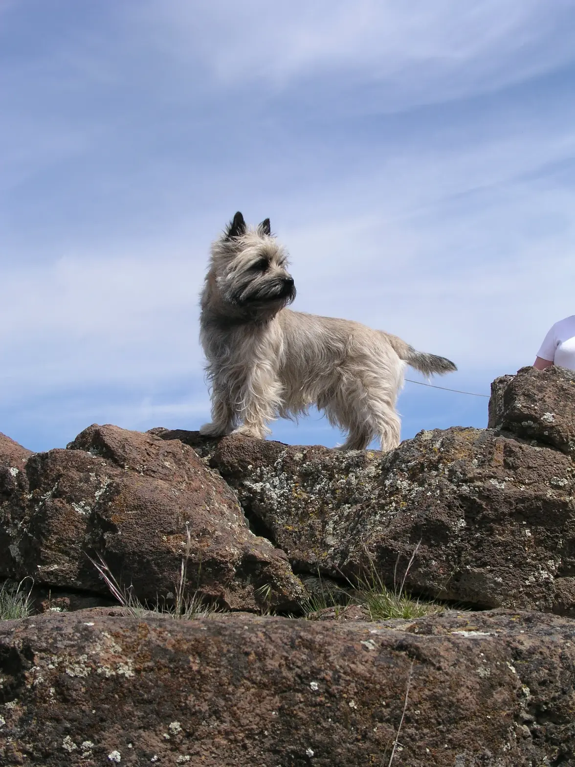 Smudge on guard.webp