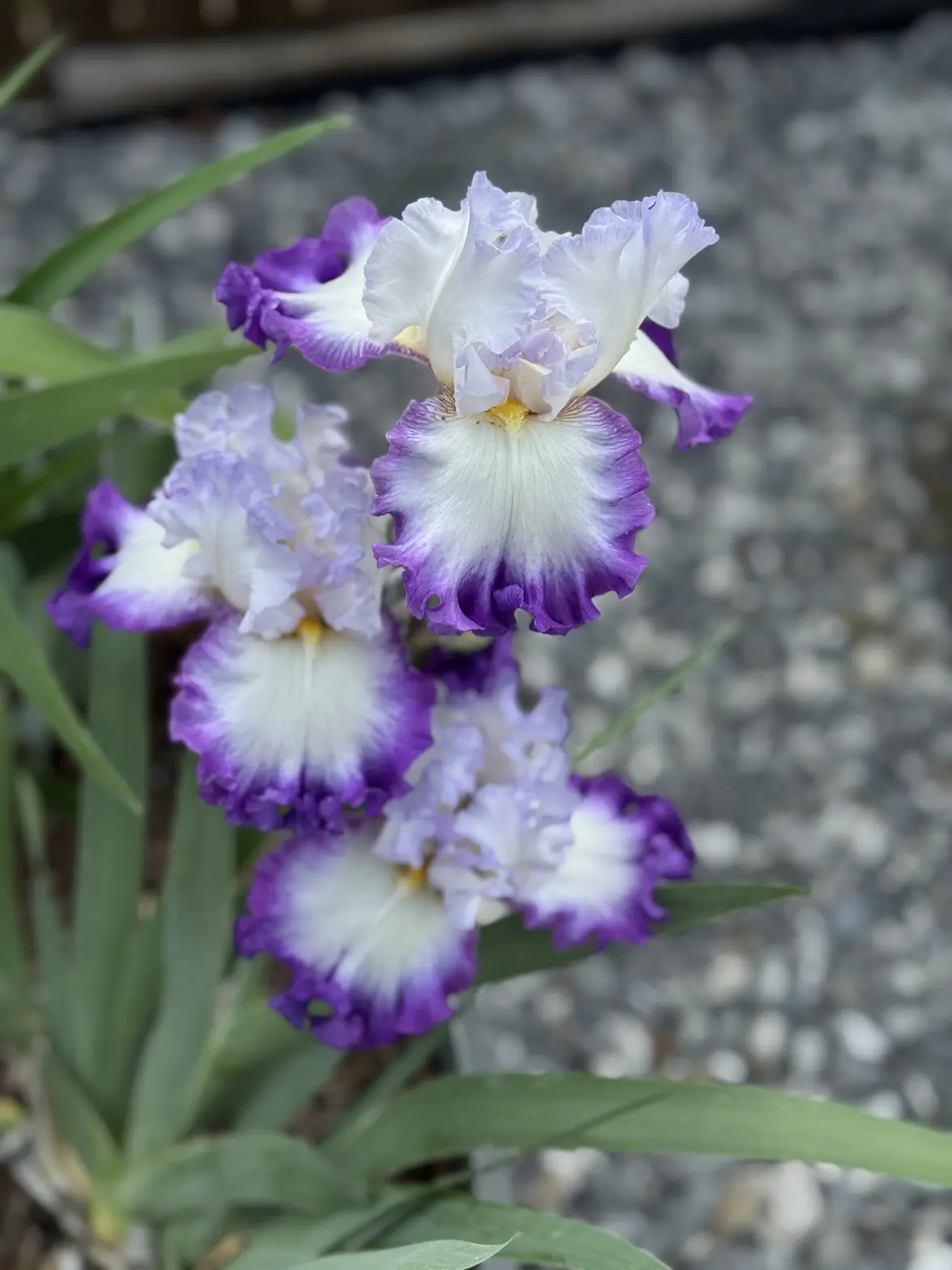IMG_0448.webp