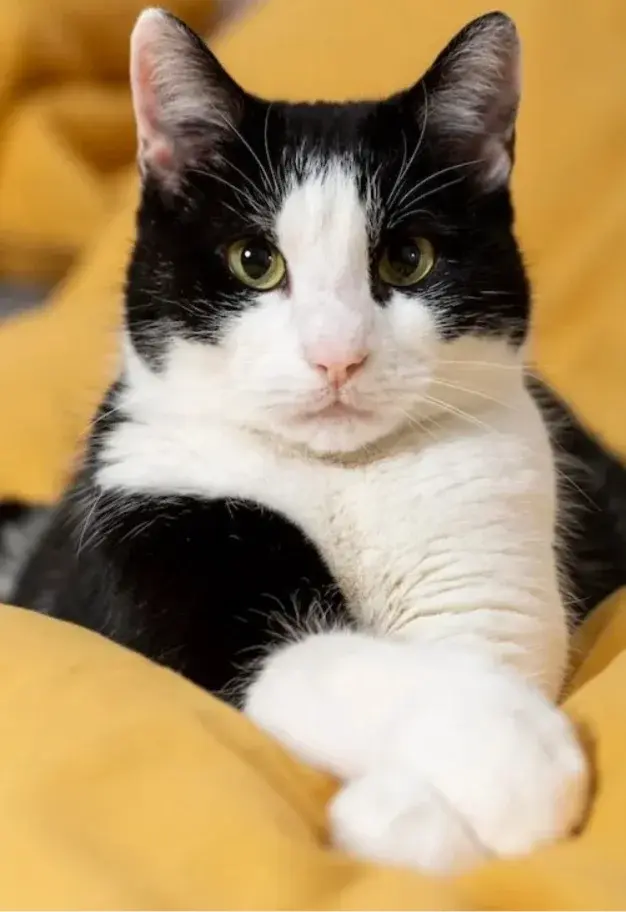 Cat113.webp