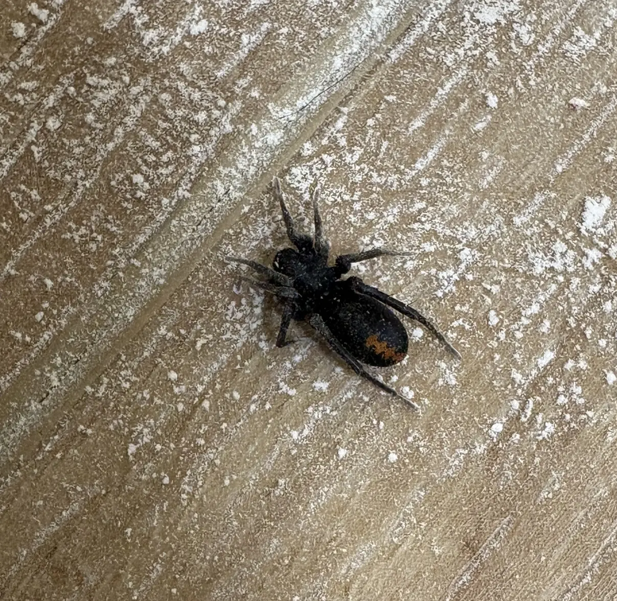 IMG_1177.webp