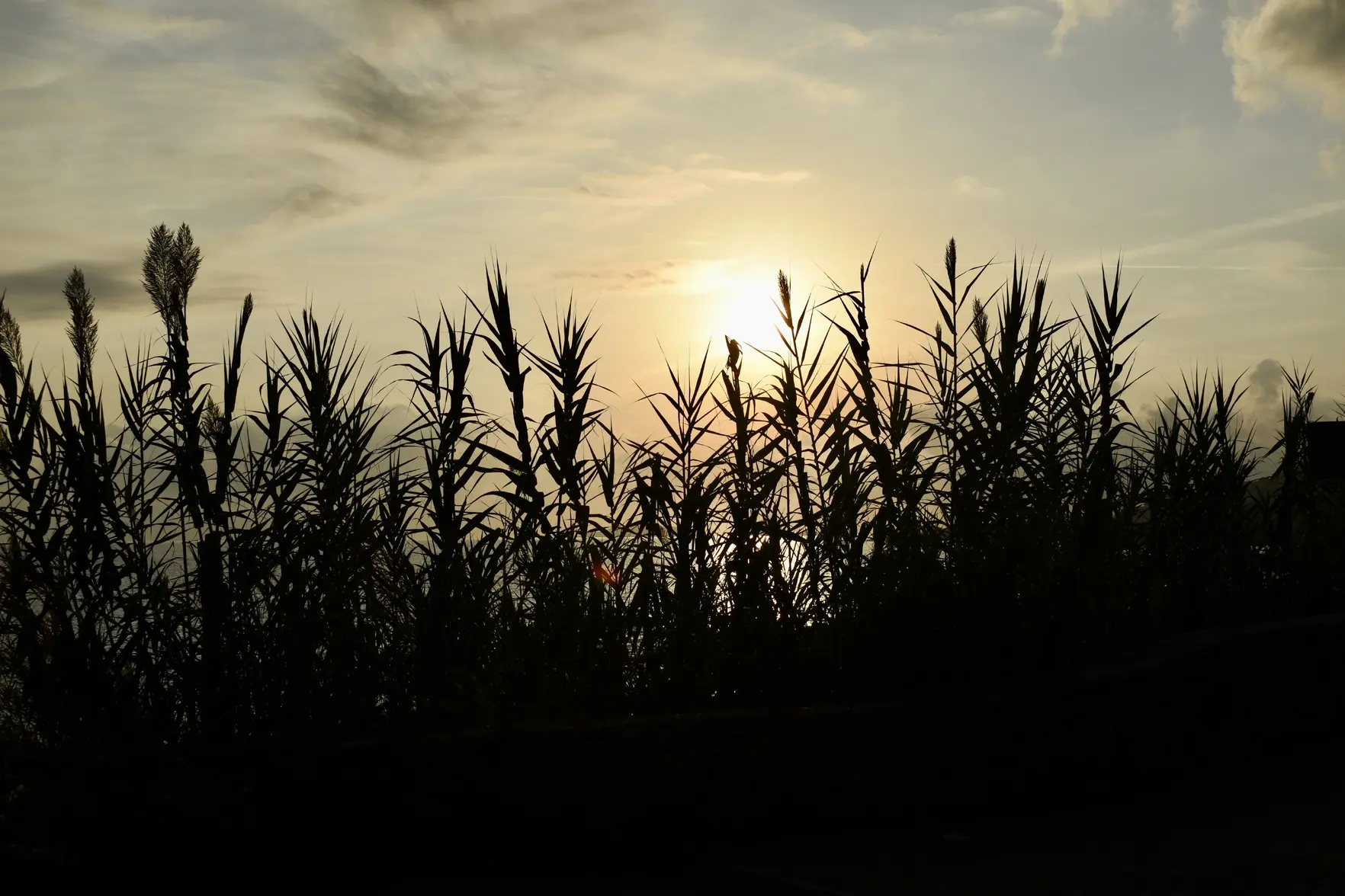 IMG_1066.webp