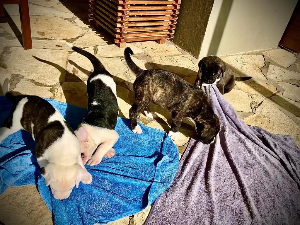 Puppies-group.webp