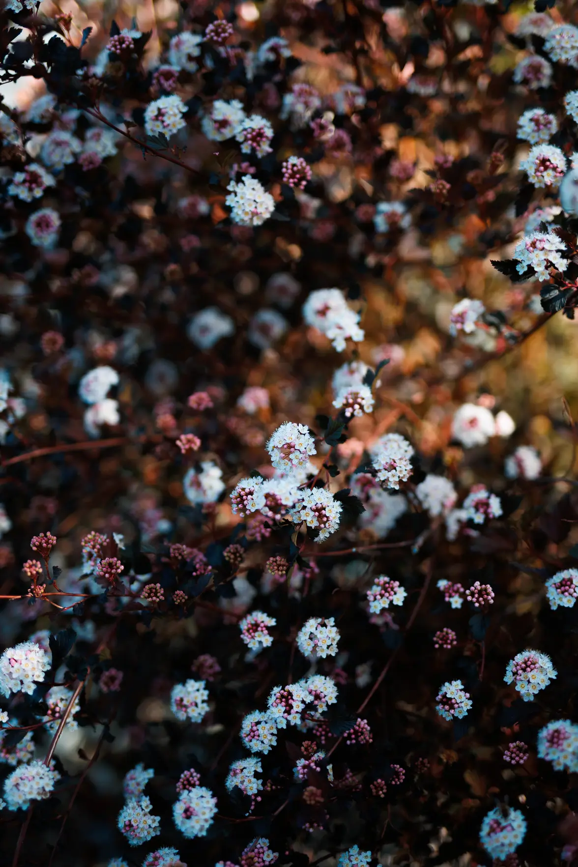 9H7A1145-2.webp