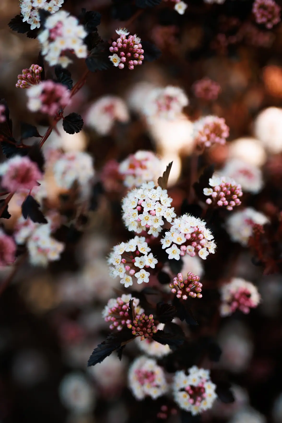 9H7A1199.webp