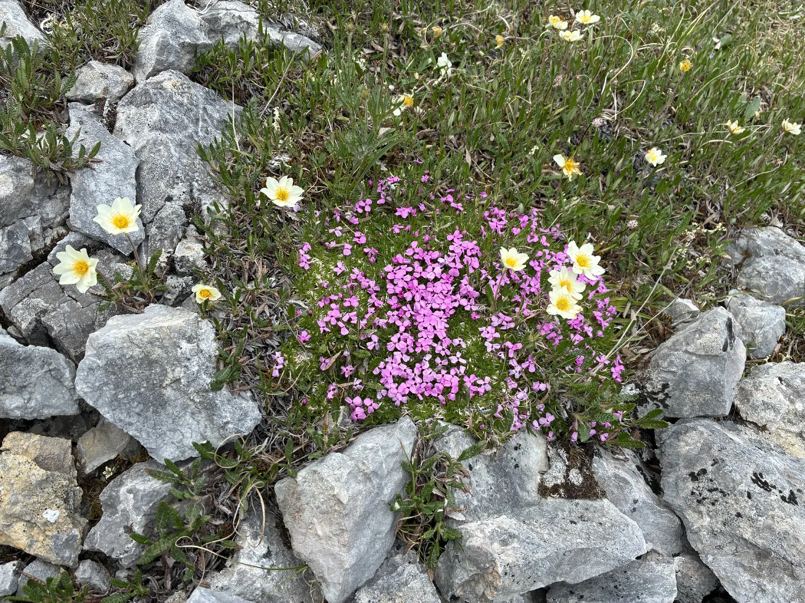 IMG_2689.webp