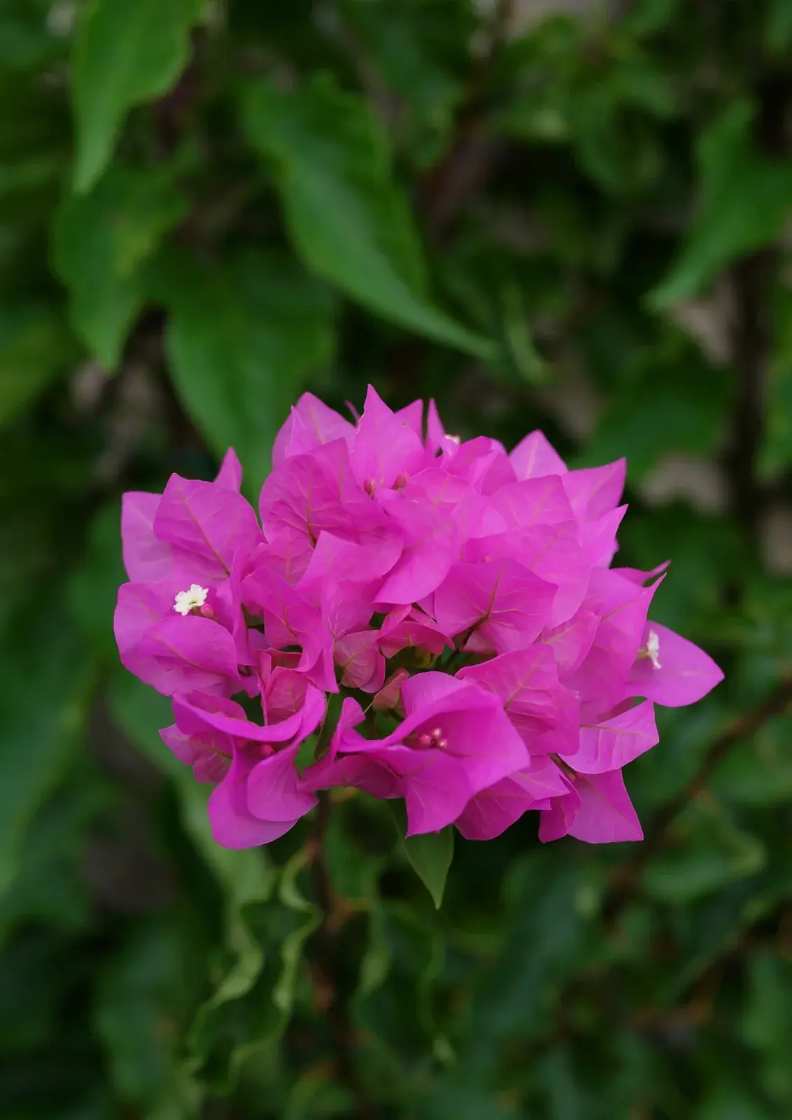 DSC03138a bougainvillea m.webp