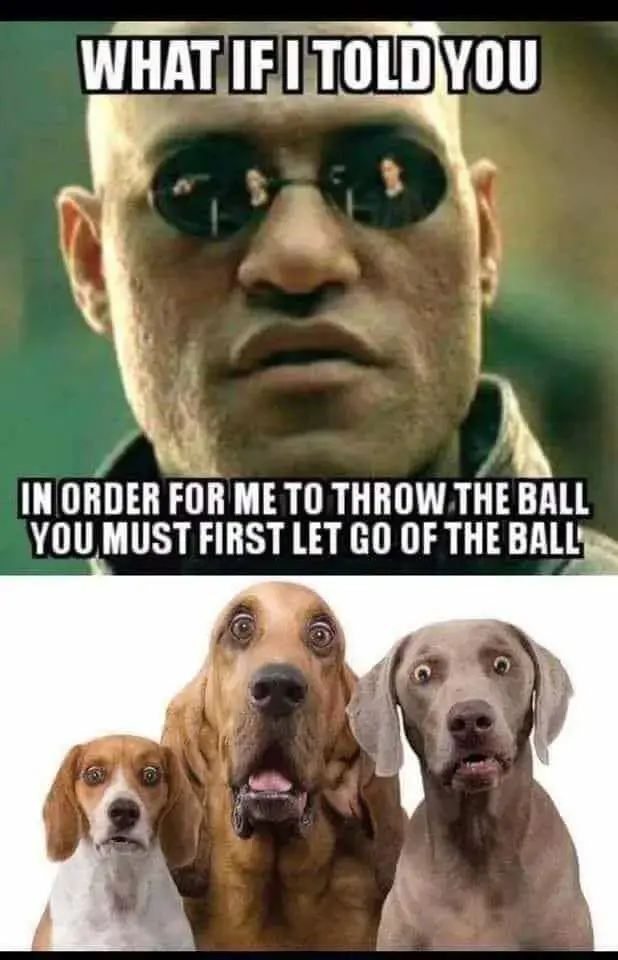FB_IMG_1786363931075.webp