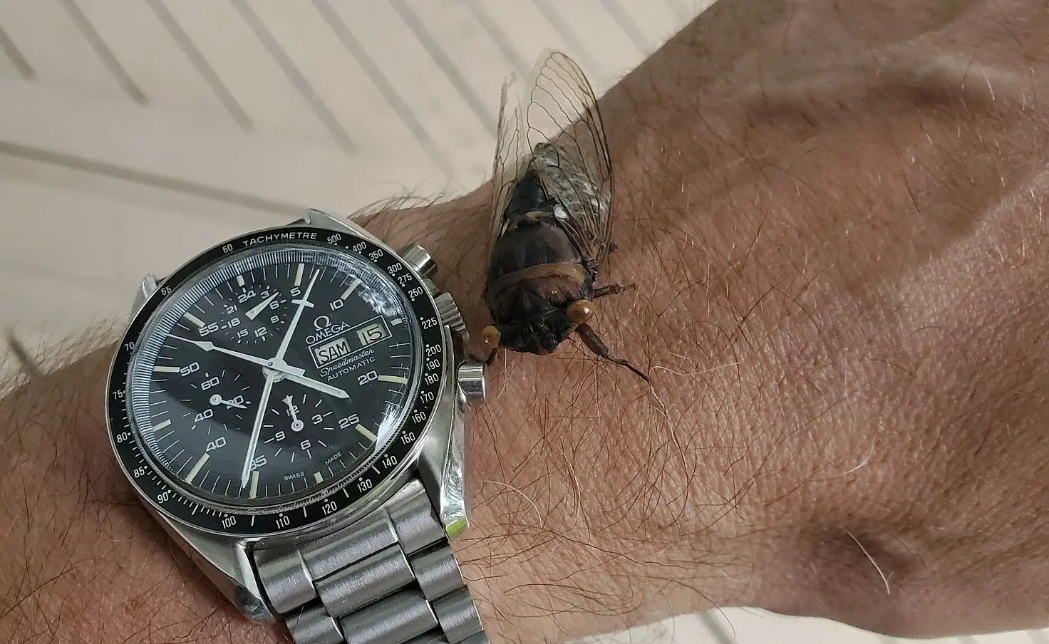 Hg w Cicada 2 20260815_163523.webp