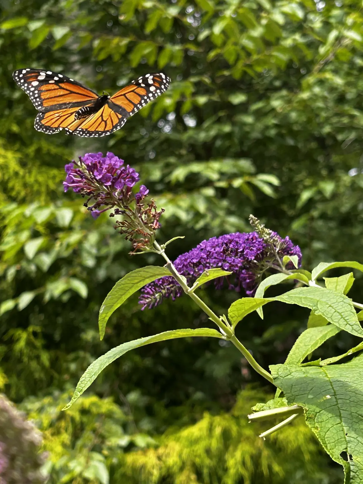 IMG_0492.webp
