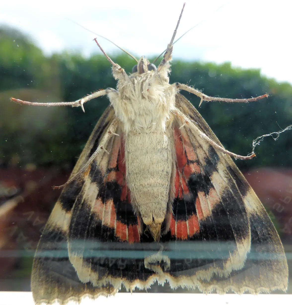 Moth 01.webp