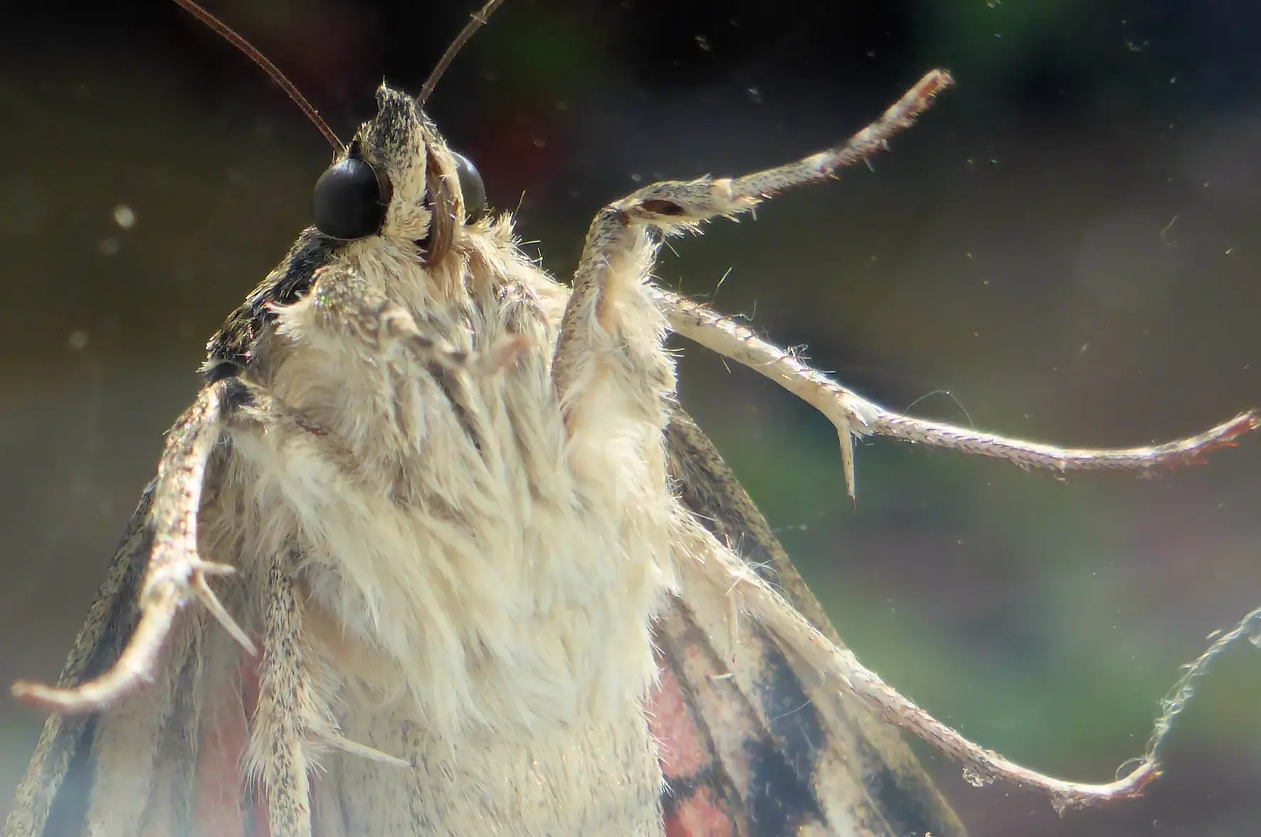 Moth 02.webp