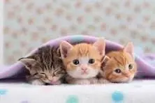 Image.webp
