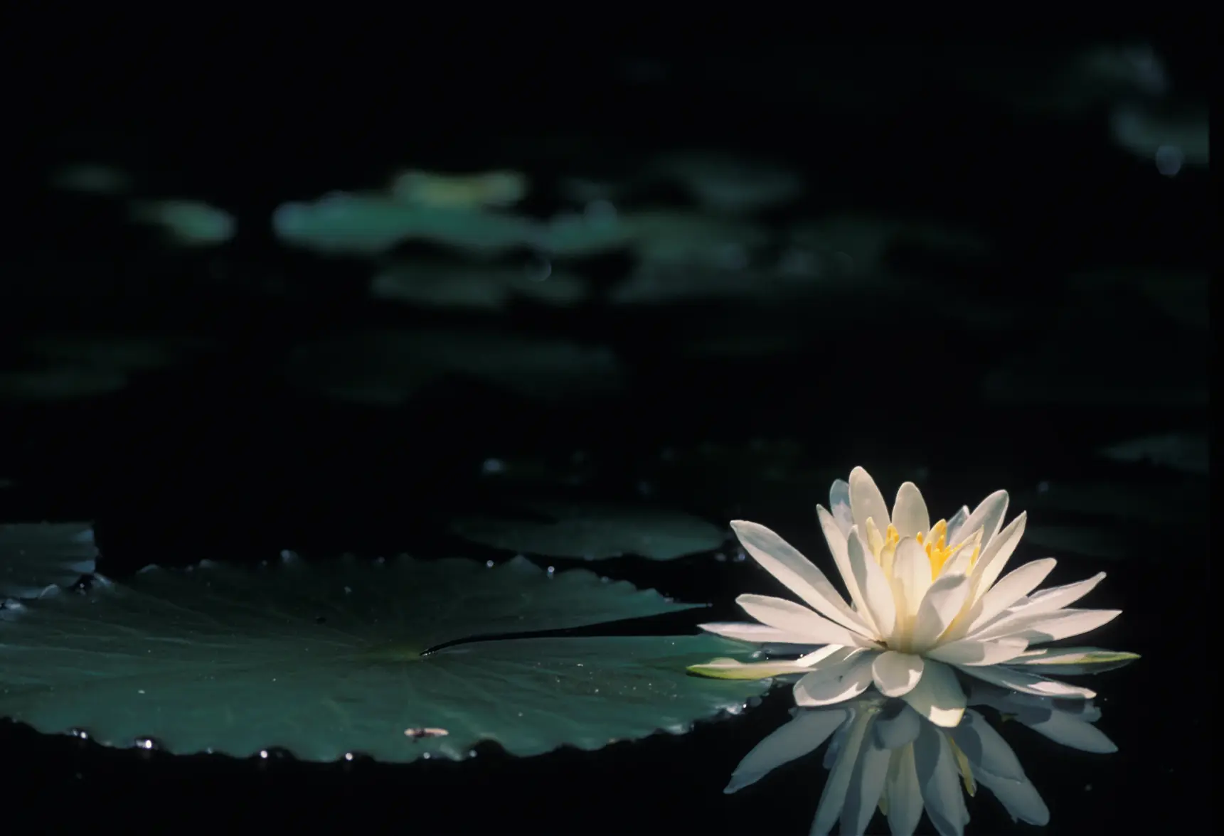 Alabama Water Lily.webp Alabama Water Lily.webp