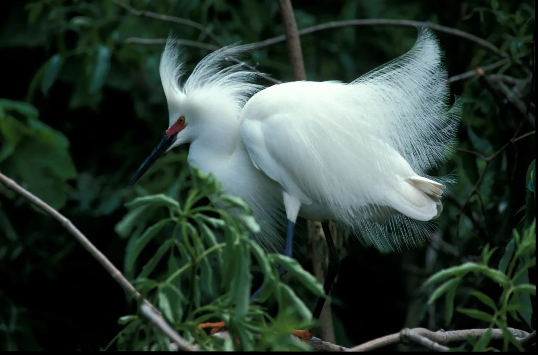 Alligator Farm Egret.webp Alligator Farm Egret.webp