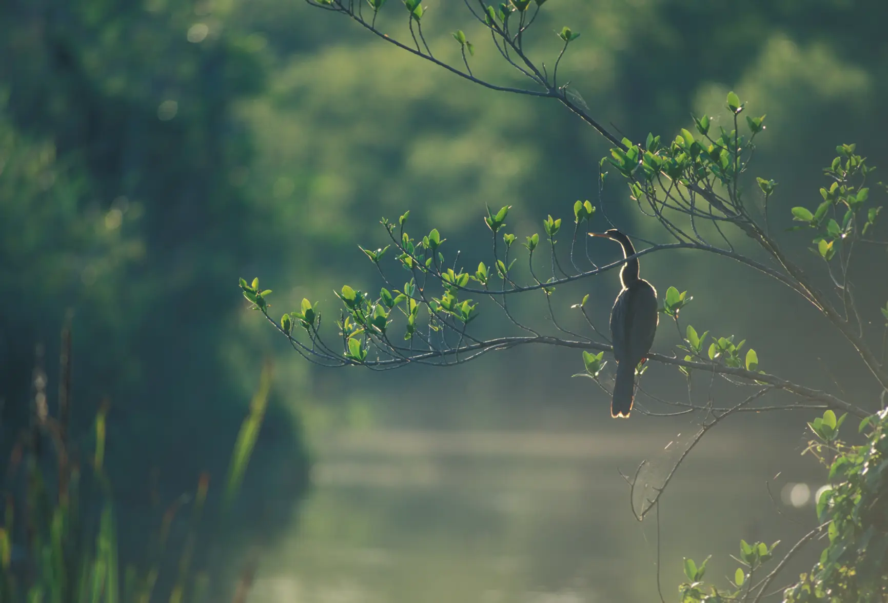 Anhinda Trail Dawn.webp Anhinda Trail Dawn.webp