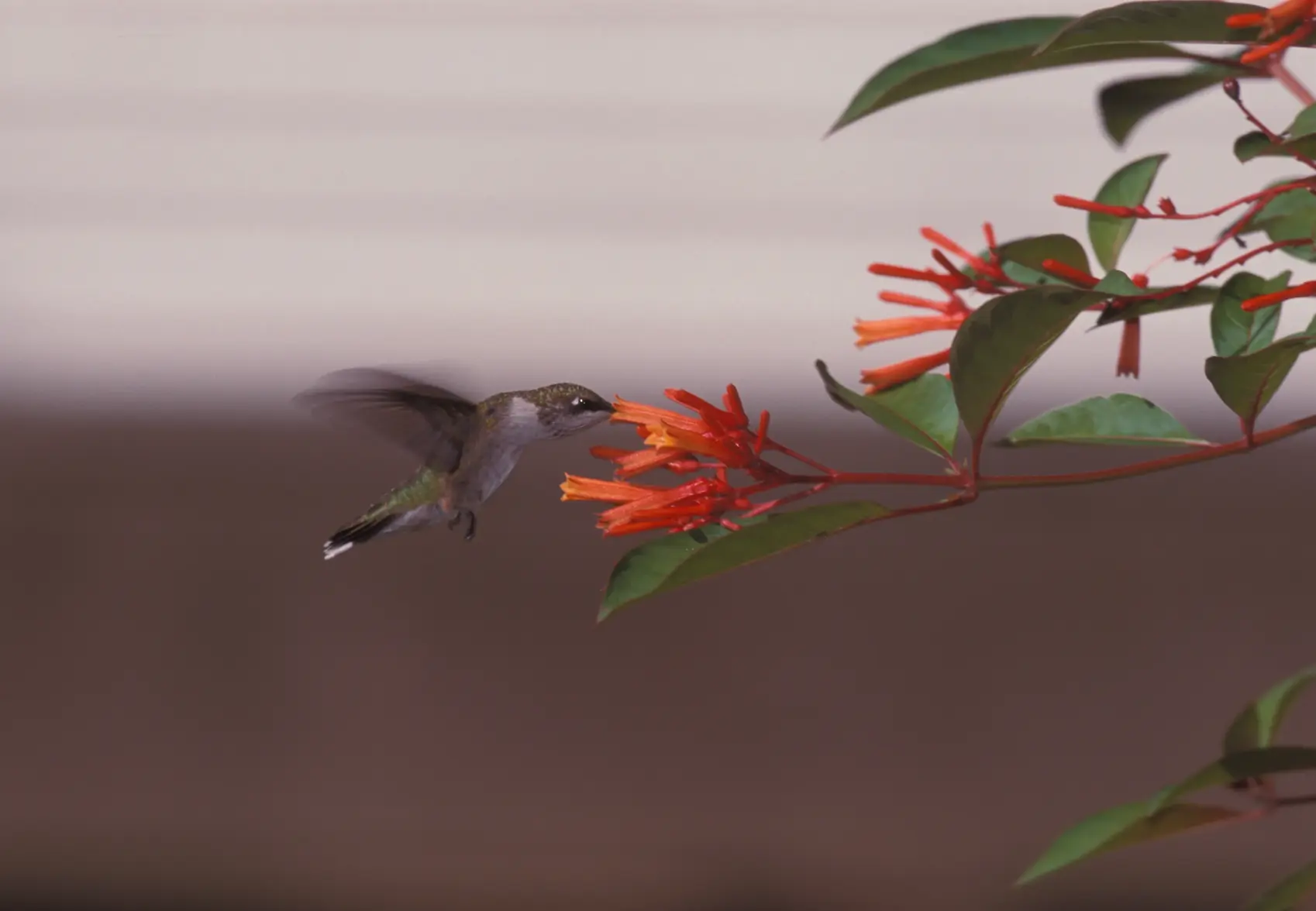 Baton Rouge Hummer.webp Baton Rouge Hummer.webp