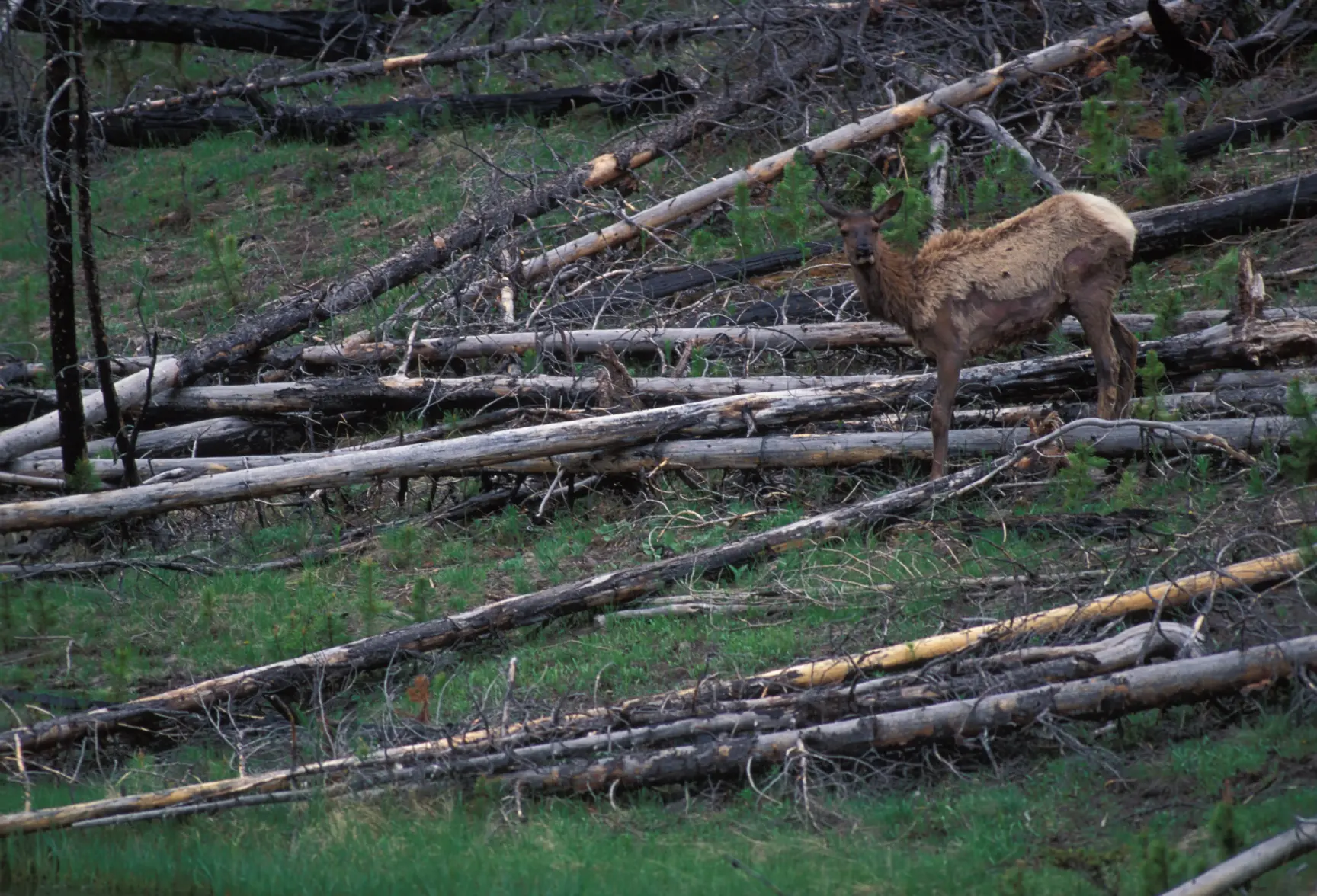 Elk Yellowstone Spring.webp Elk Yellowstone Spring.webp