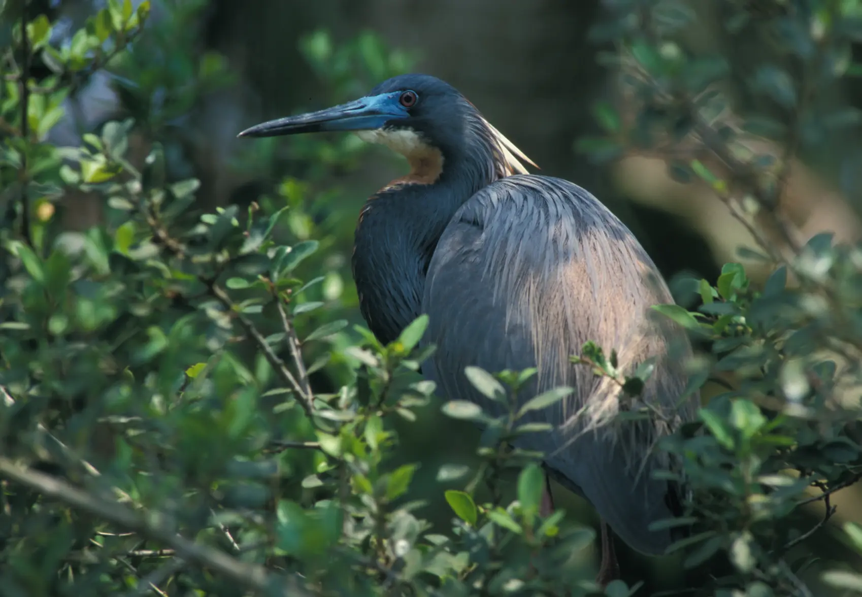 Great Blue Heron.webp Great Blue Heron.webp