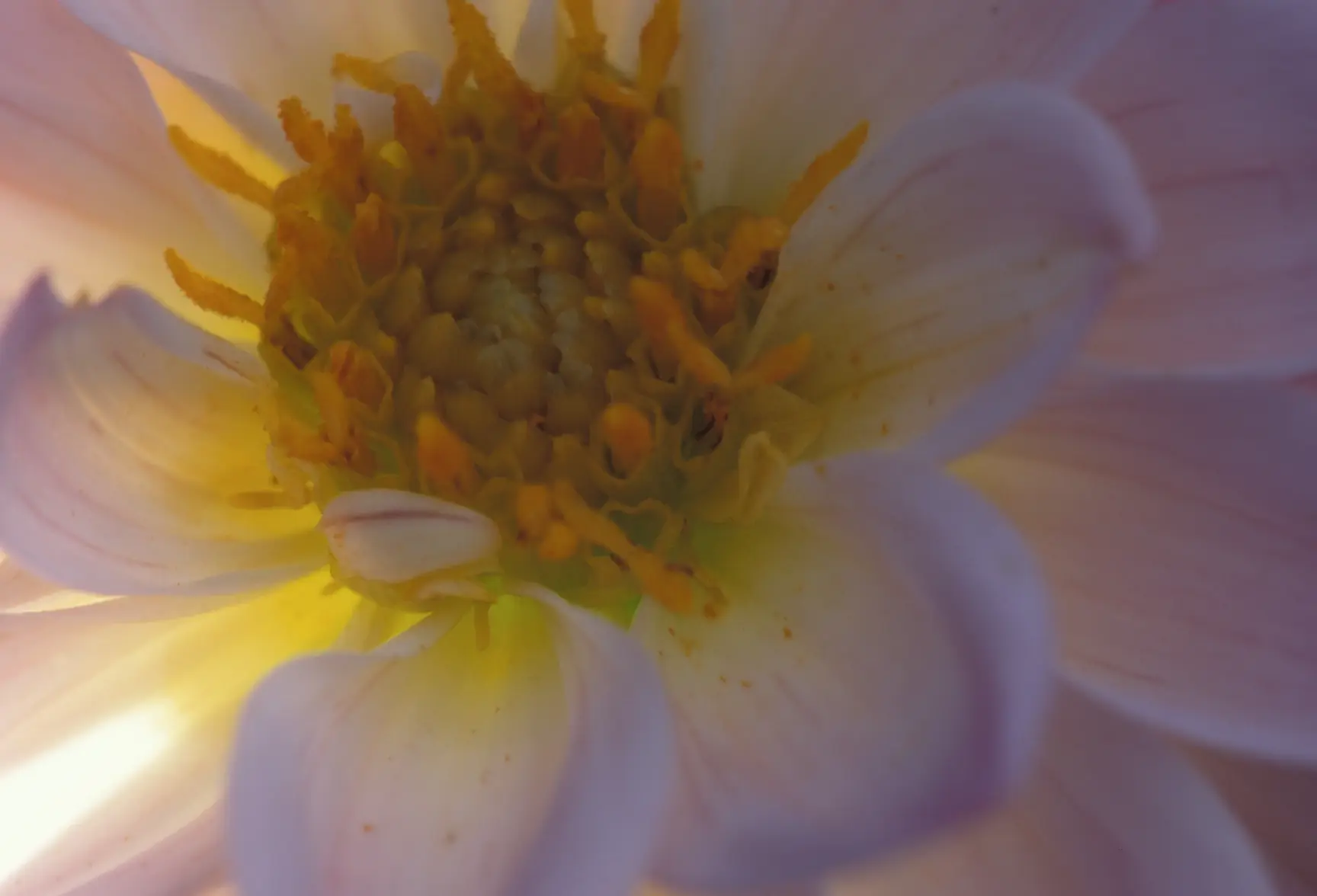 Lit Flower.webp Lit Flower.webp