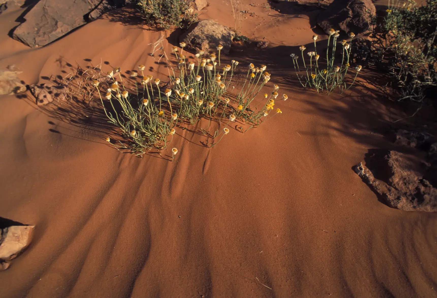 Monument Valley Wild Flower.webp Monument Valley Wild Flower.webp