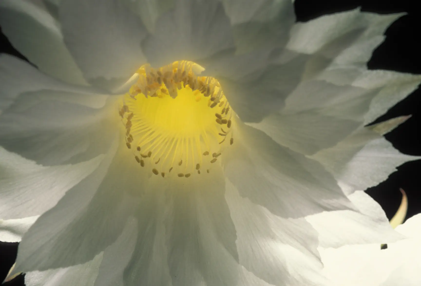 Night Booming Cactus Transl.webp Night Booming Cactus Transl.webp