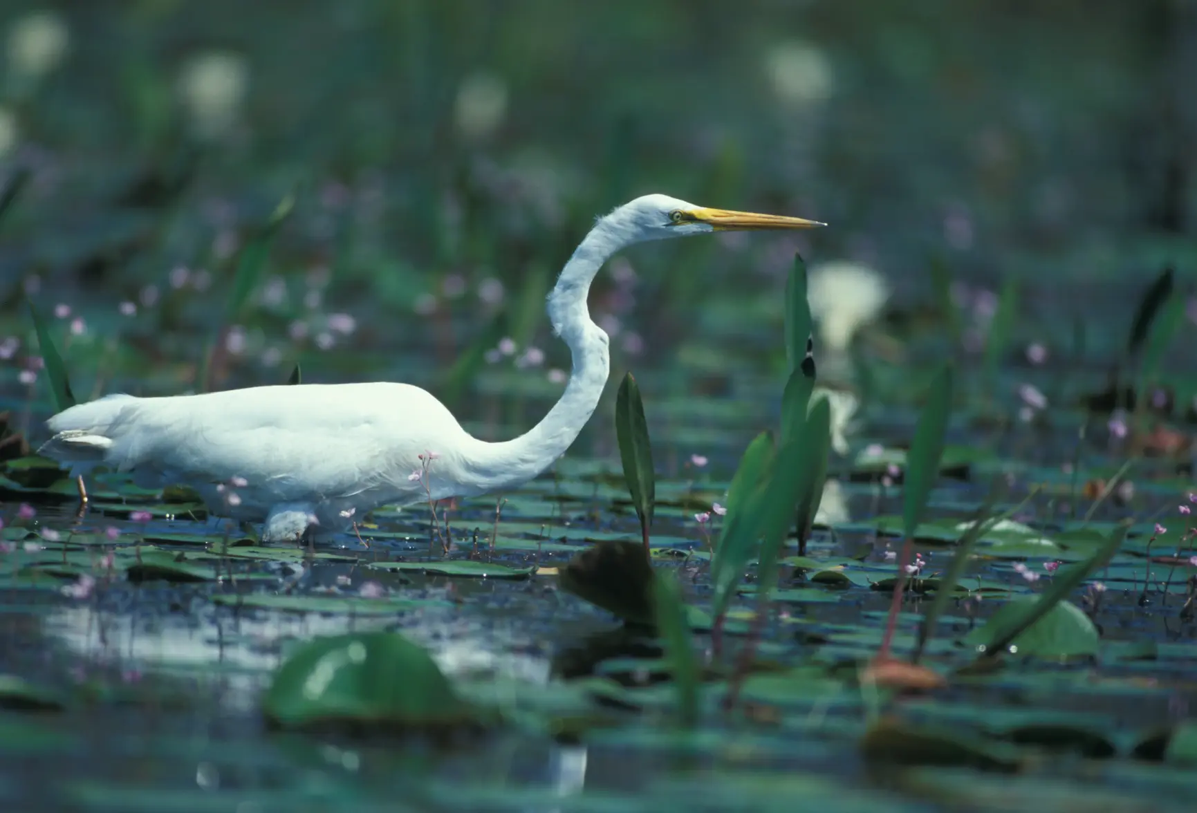 Okeefenokee Egret.webp Okeefenokee Egret.webp