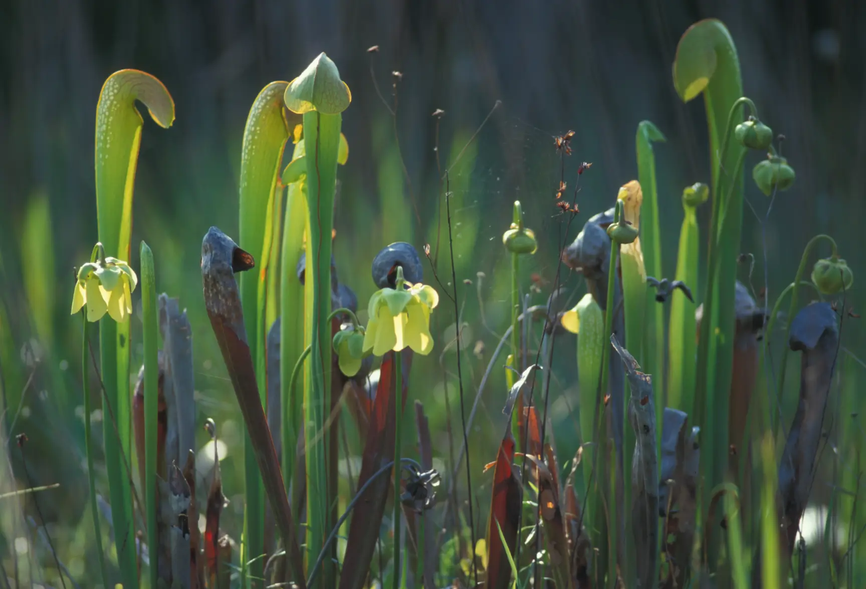 Okeefenokee Pitcher Plant.webp Okeefenokee Pitcher Plant.webp
