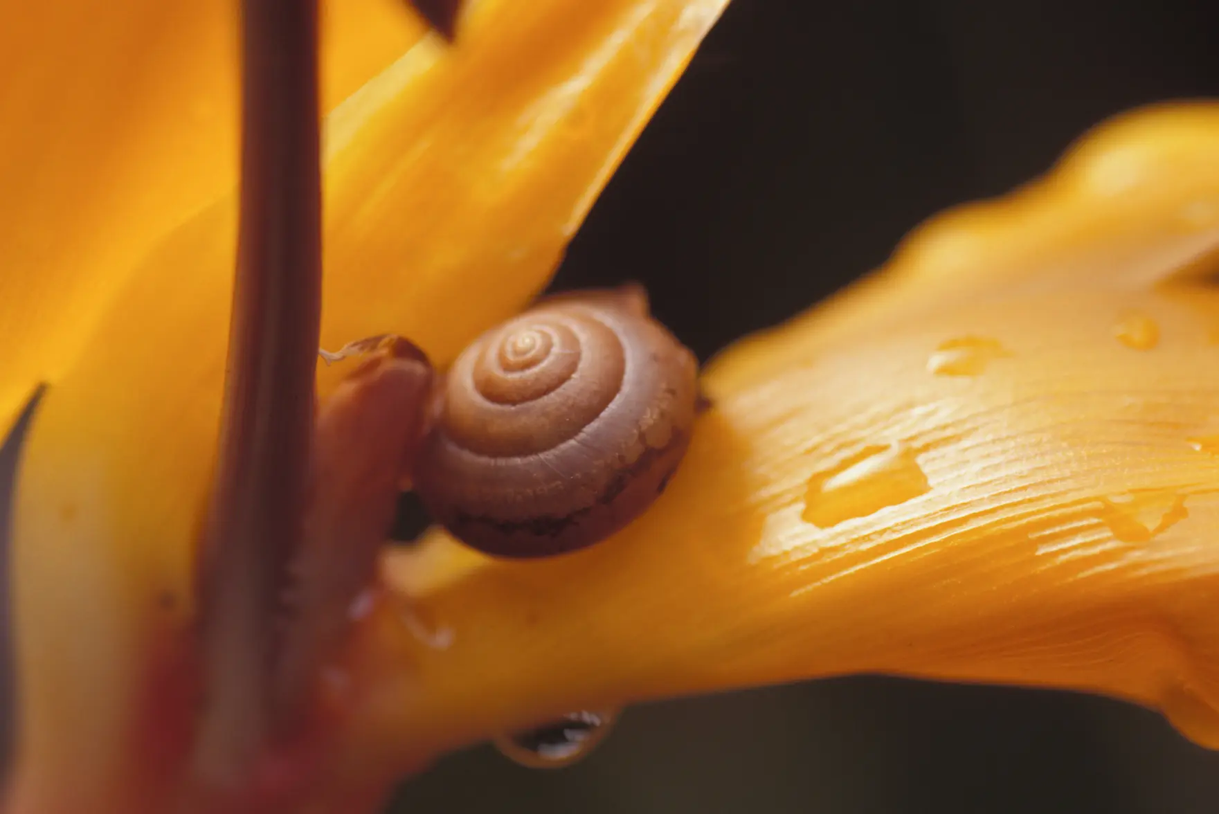 Snail Bird of Paridise.webp Snail Bird of Paridise.webp