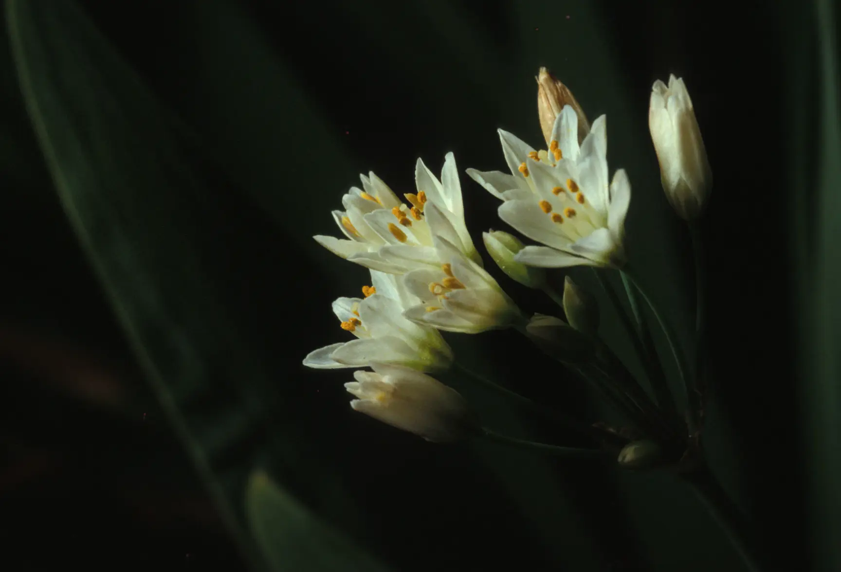 Swamp Lillies.webp Swamp Lillies.webp