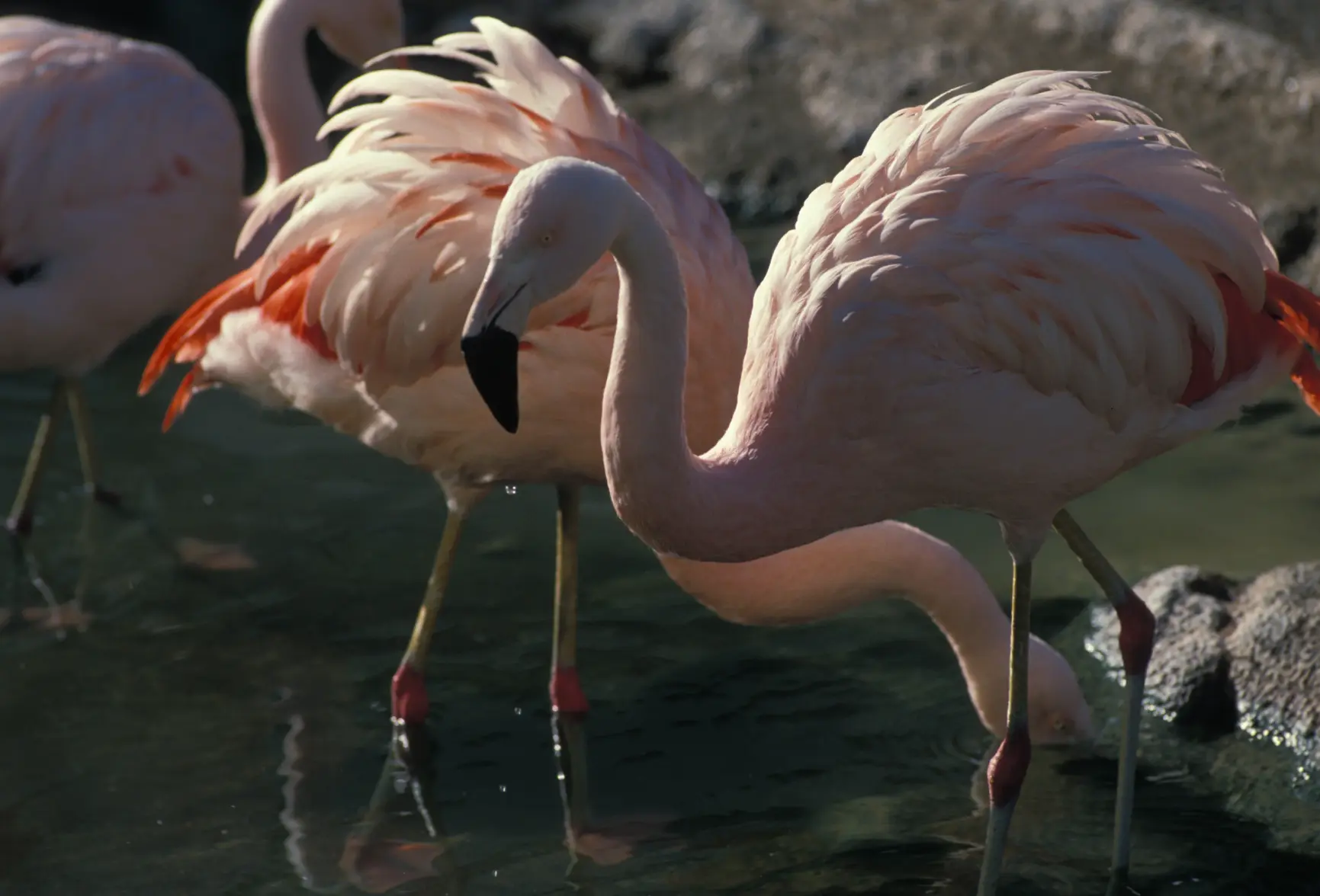 Tropicana Flamingo.webp Tropicana Flamingo.webp