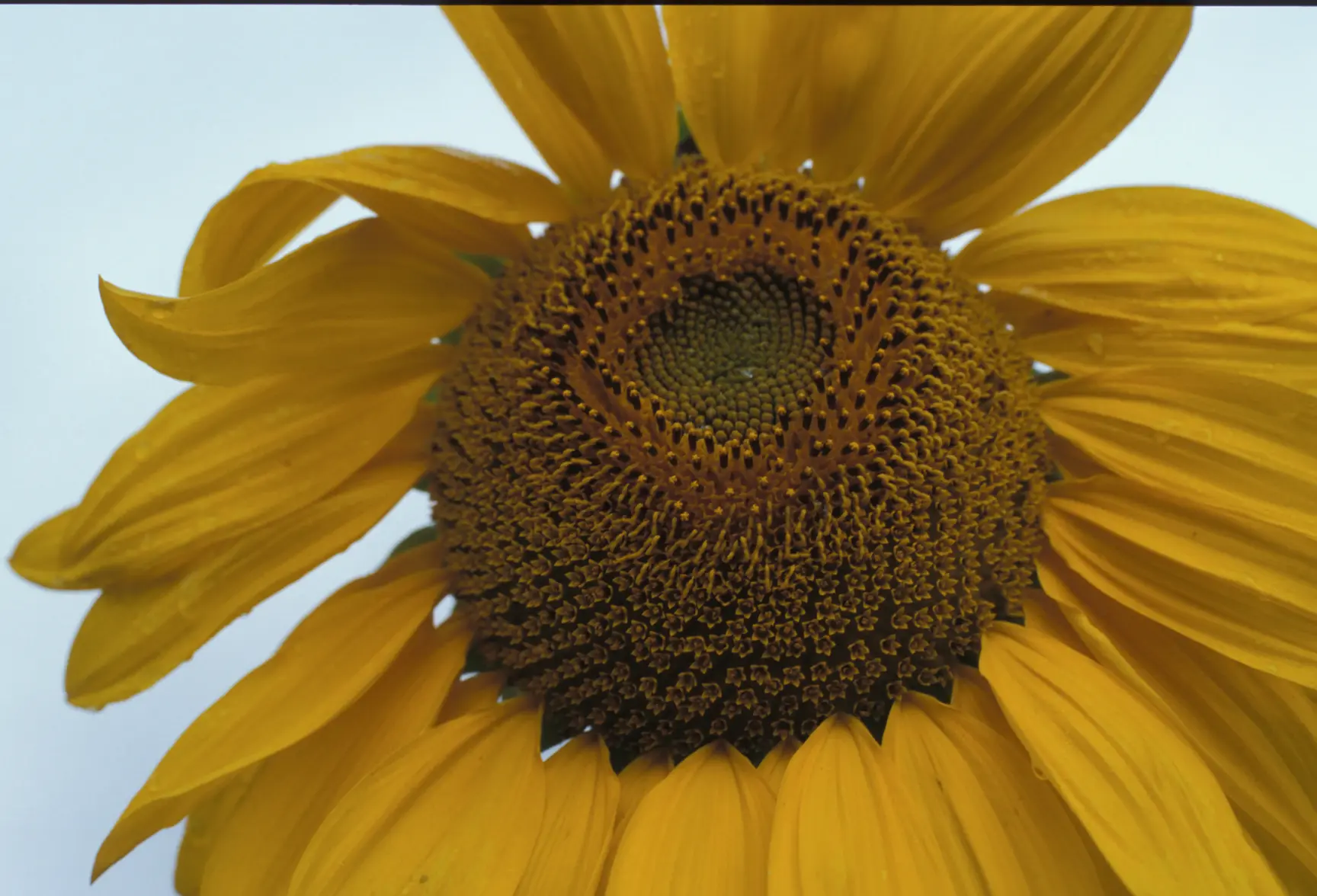 Yellow Daisy.webp Yellow Daisy.webp