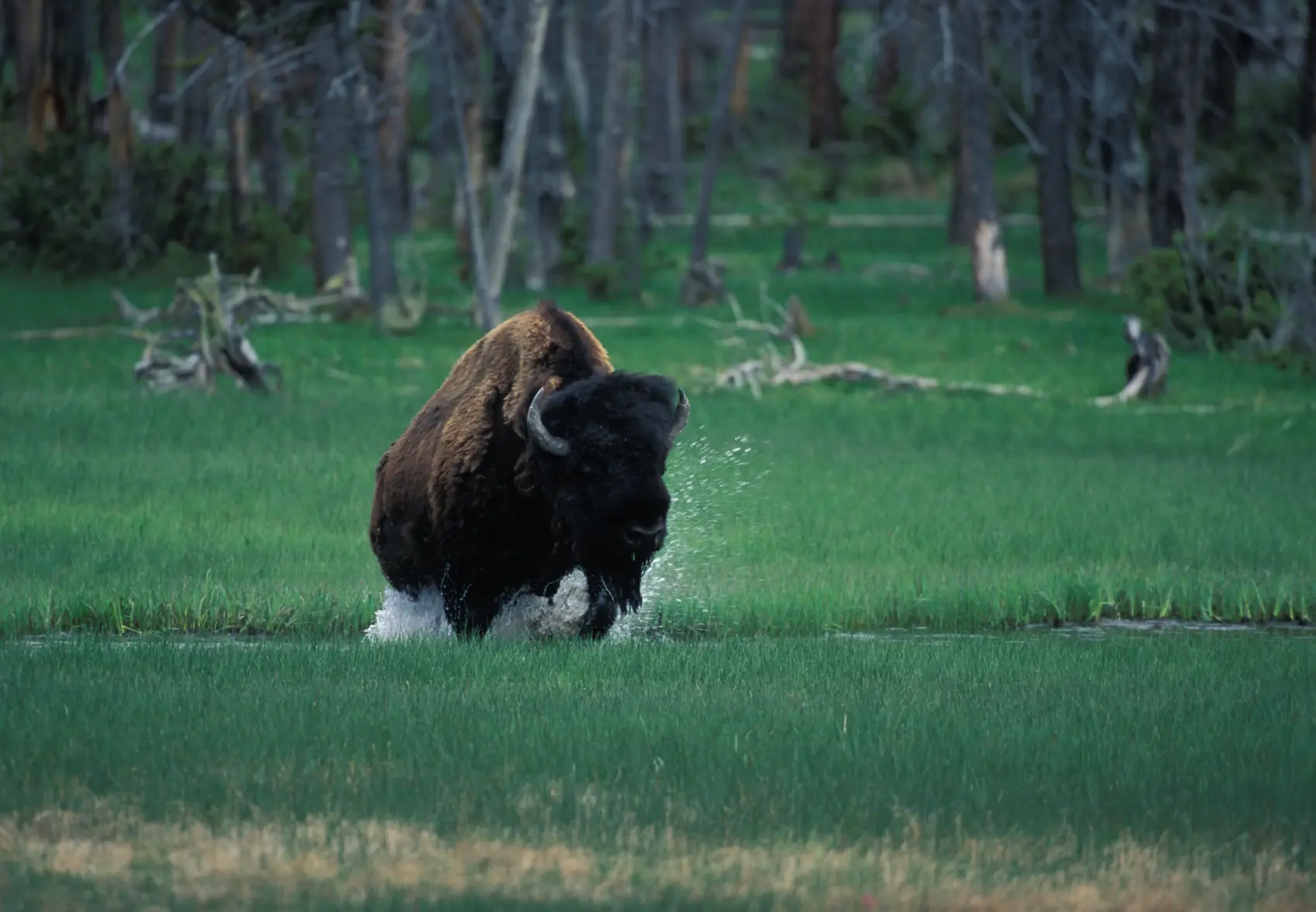 Yellowstone Bison.webp Yellowstone Bison.webp