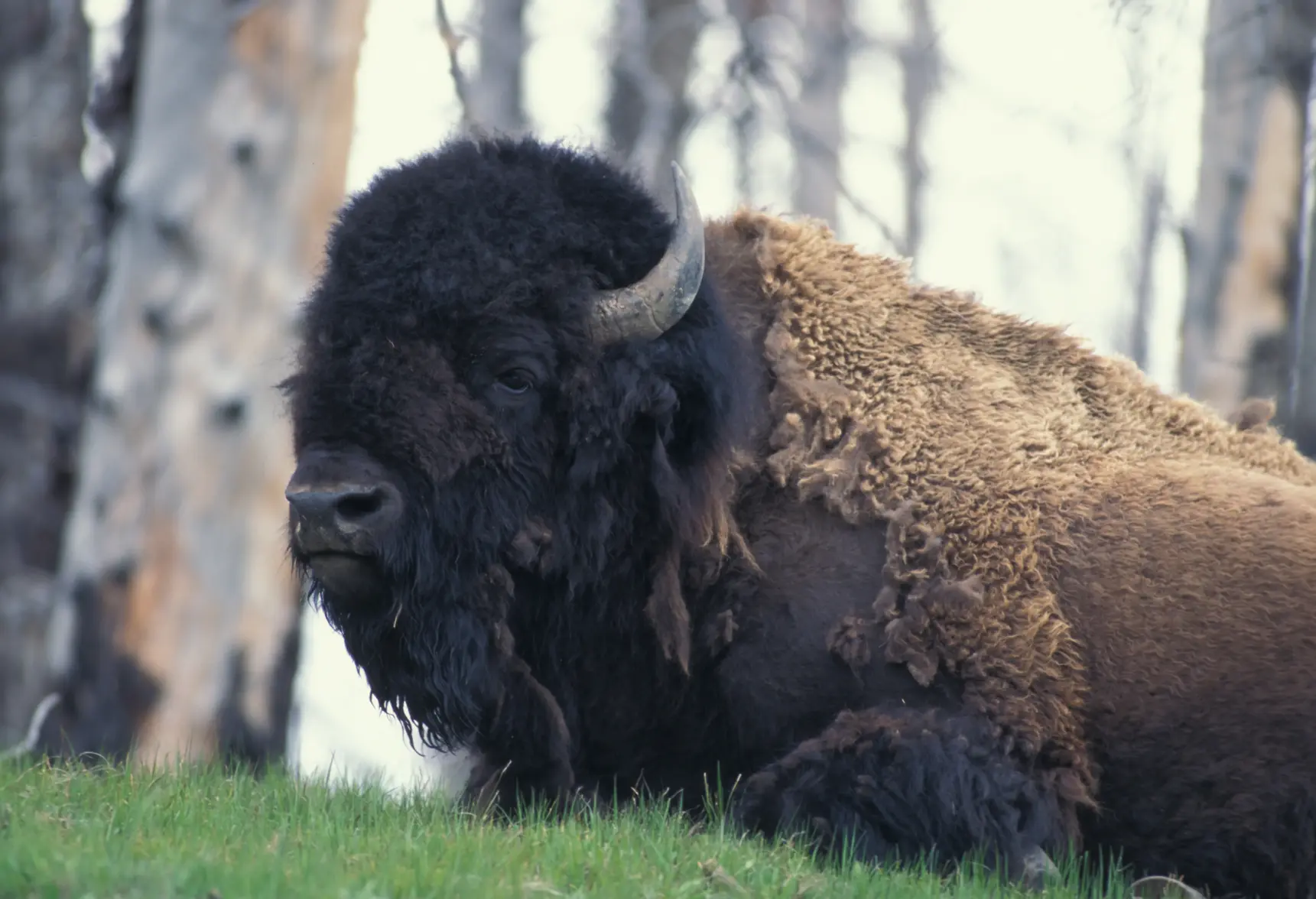 Yellowstone Bison_.webp Yellowstone Bison_.webp