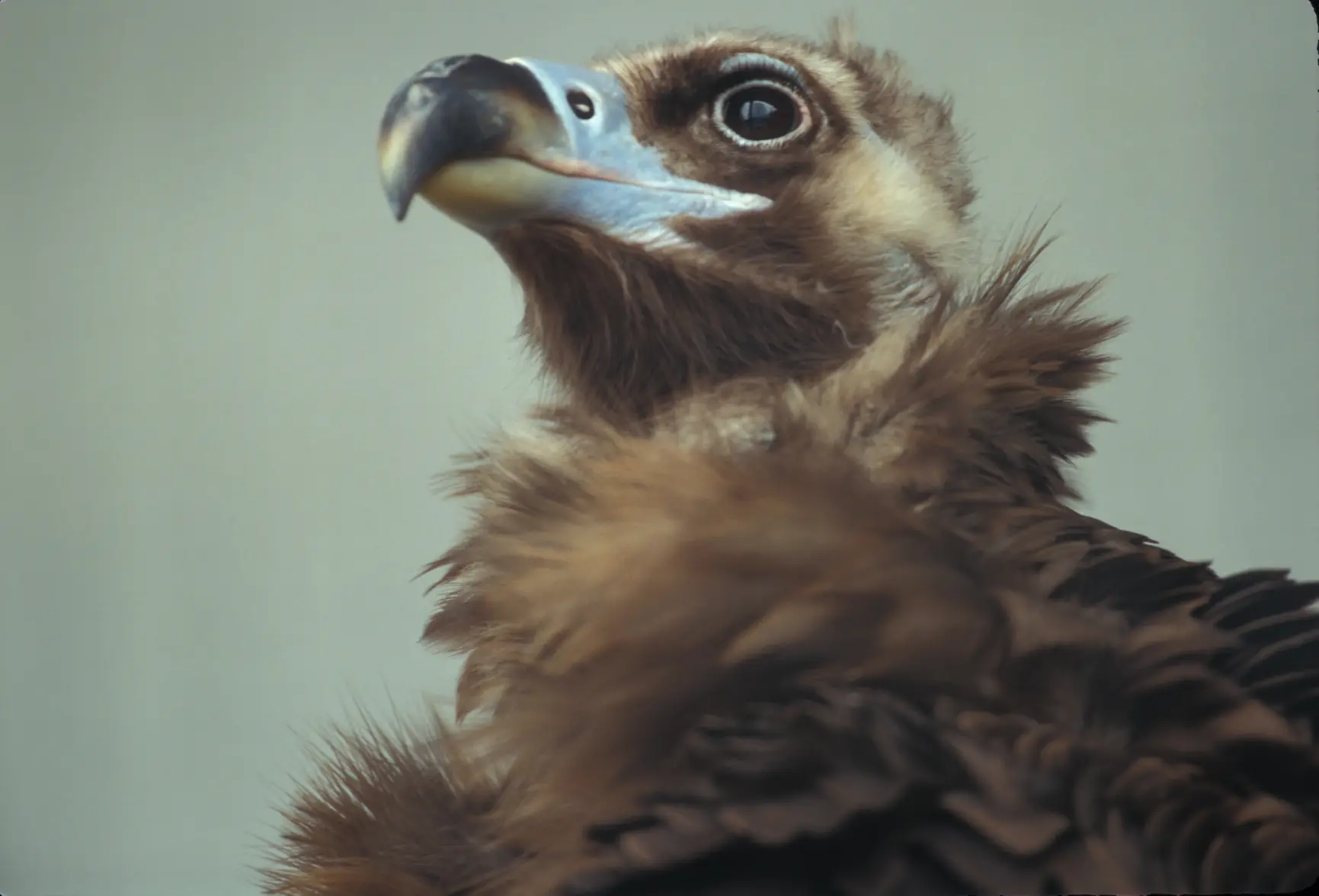 Young Buzzard.webp Young Buzzard.webp