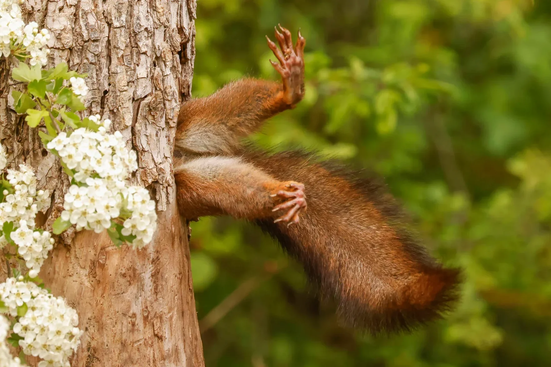 NCWA_SIDD_1. OVERALL WINNER AND MAMMAL CATEGORY WINNER_Milko Marchetti_Stuck Squirrel.webp