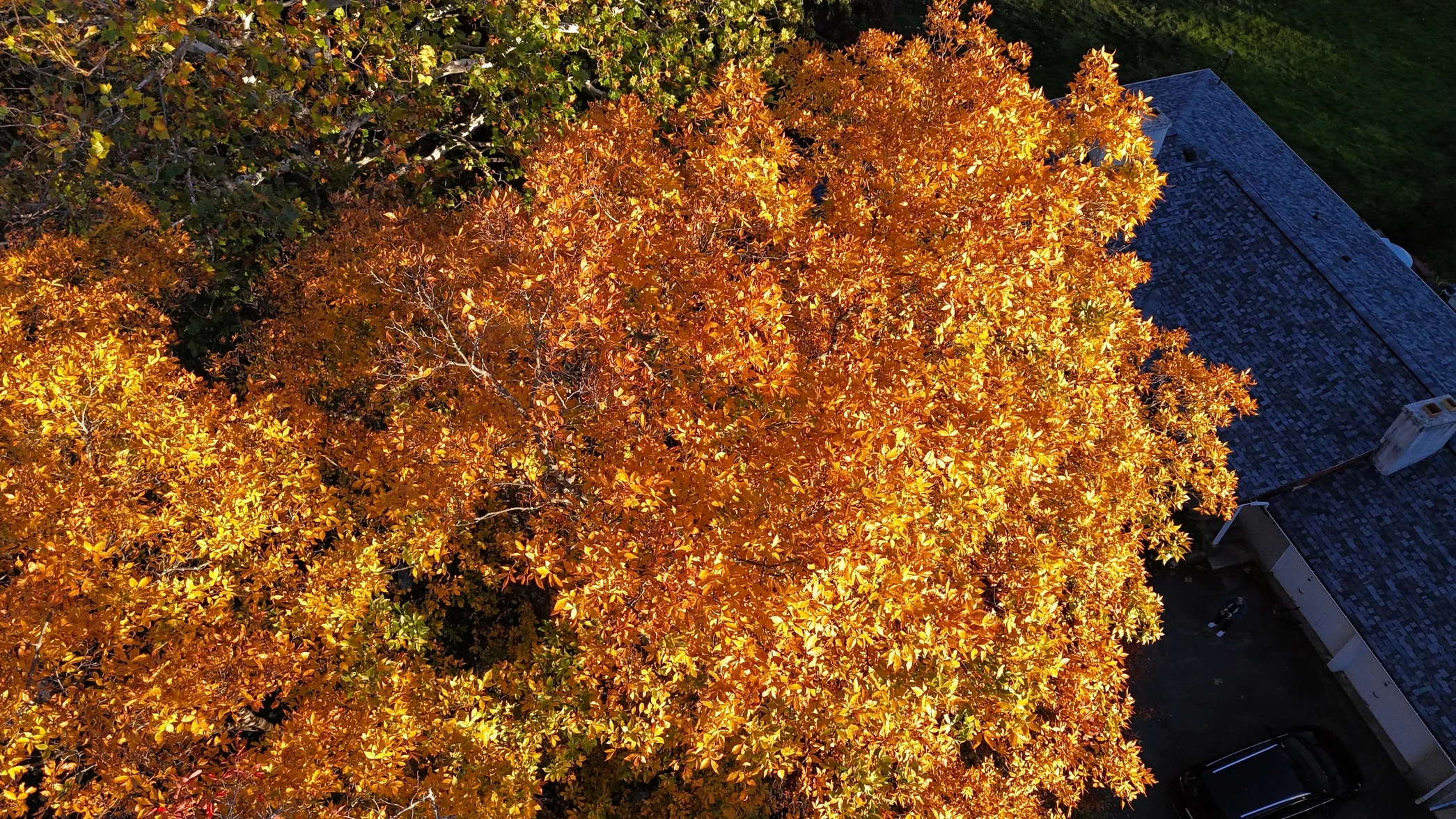 dji_fly_20261018_171048_0019_1792359577193_photo_beautify.webp