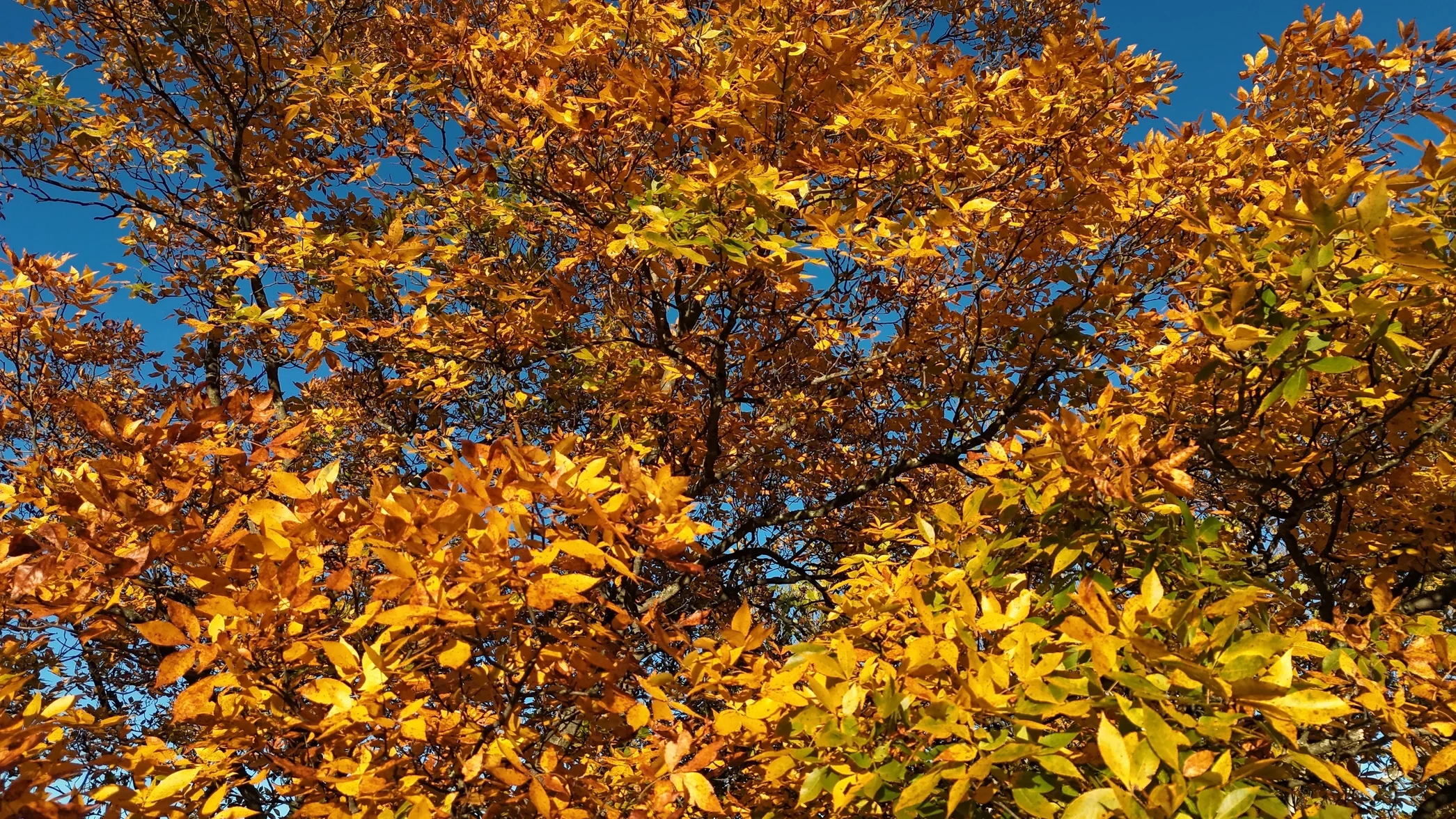 dji_fly_20261018_171314_0022_1792359594947_photo_beautify.webp