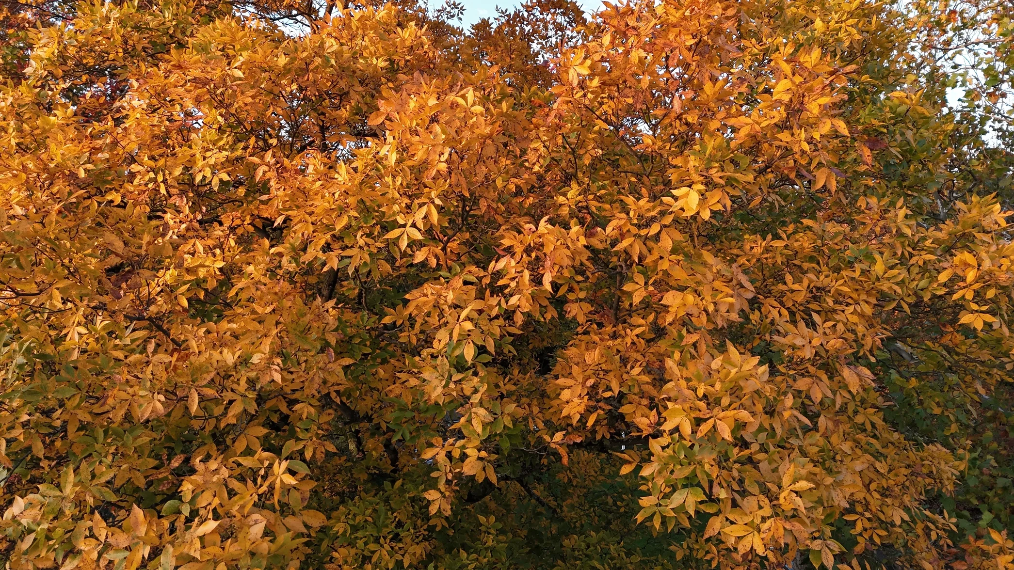 dji_fly_20261016_174142_0001_1792188909442_photo_beautify.webp