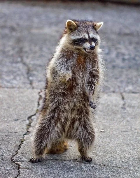 racoon.webp