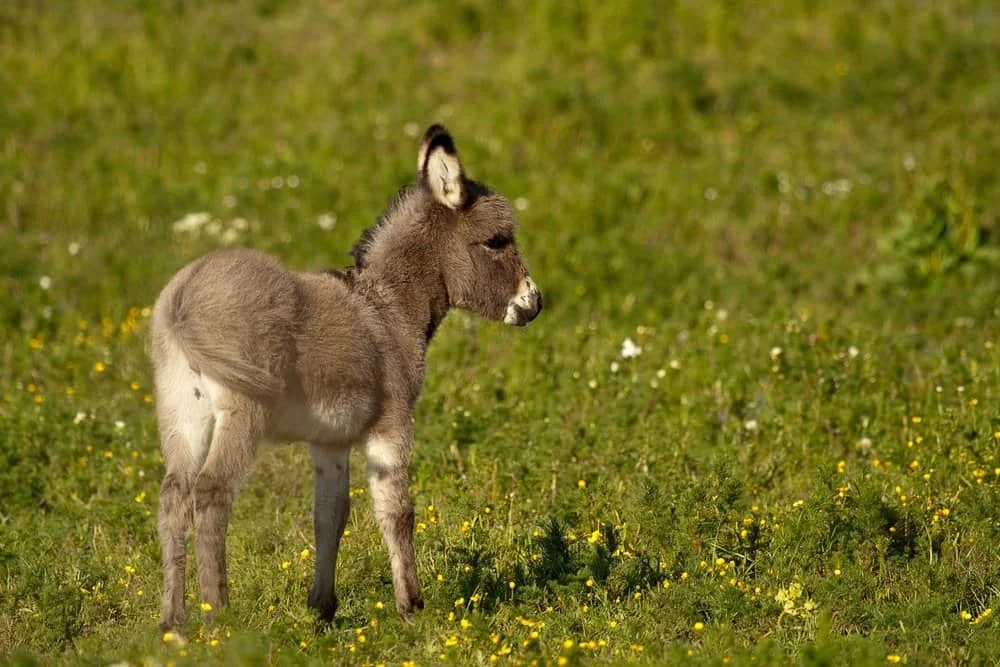 Mule-Equus-Mule-baby.webp