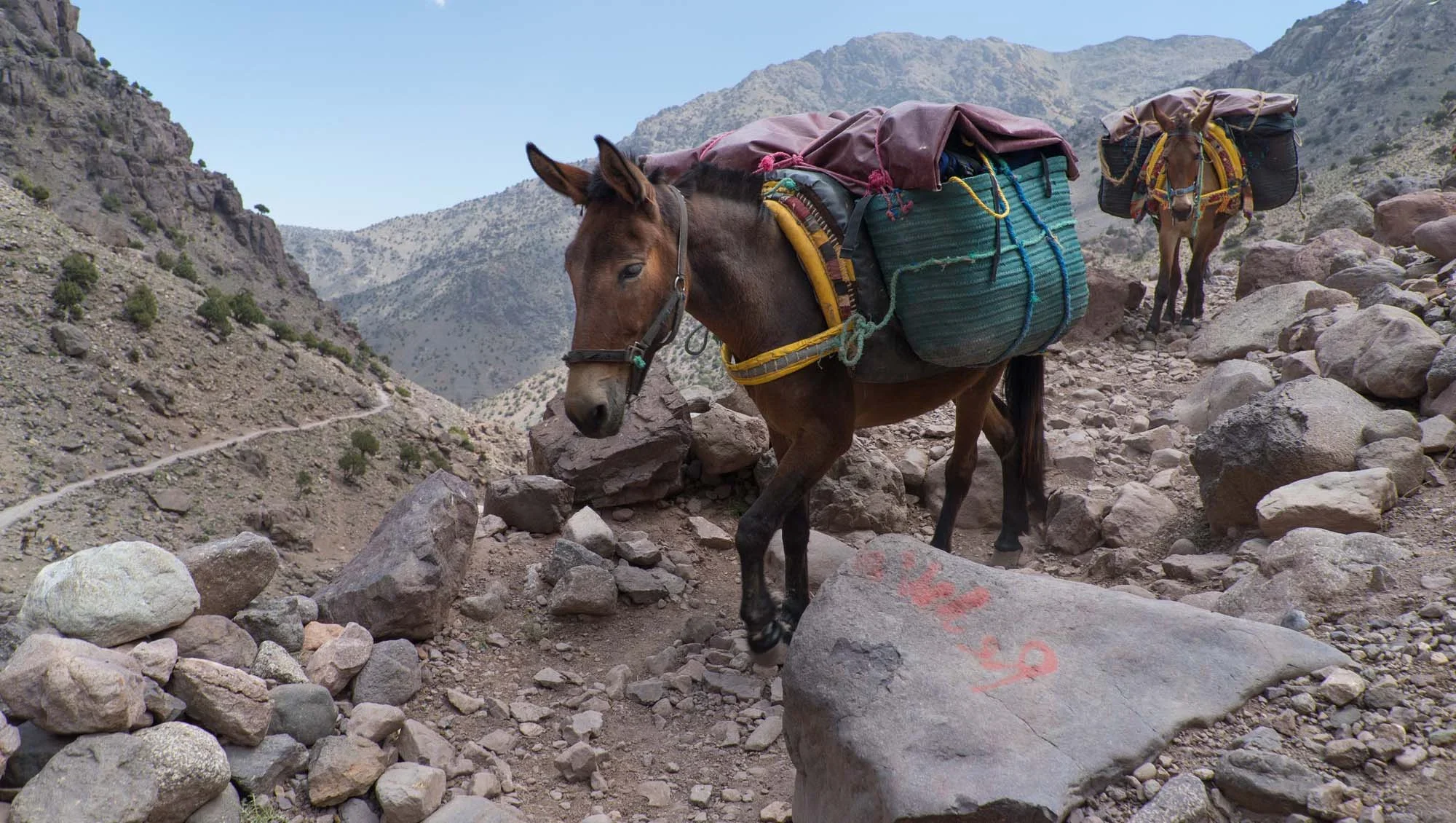 mules-on-mountain-1.webp