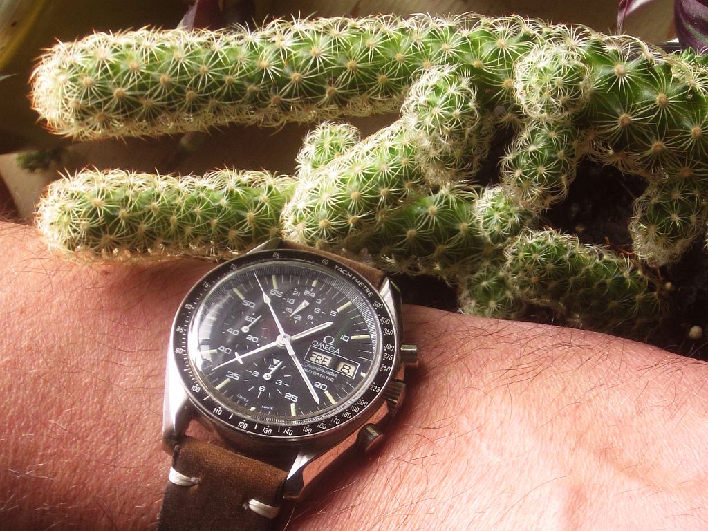 HG ws cactus 1 IMG_2812.jpg