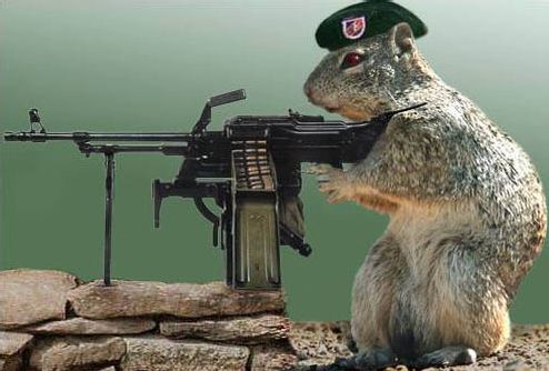 killer_squirrel1.jpg