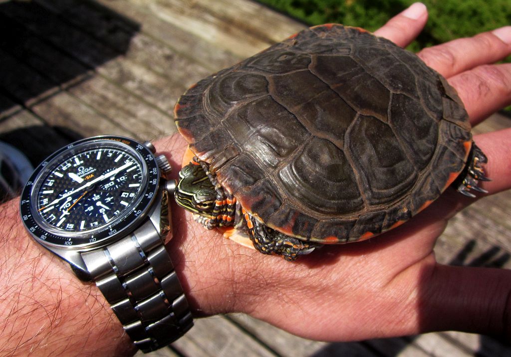 SI turtle 1 IMG_3271.jpg